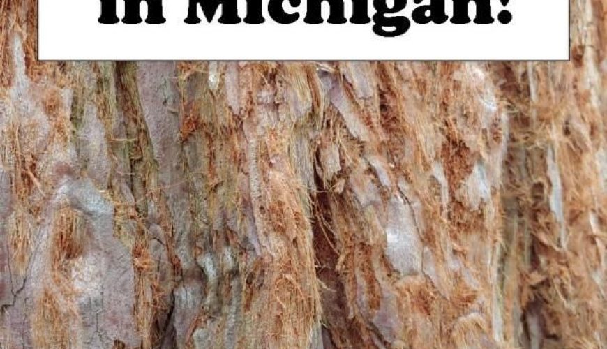 A Giant Sequoia Tree? In Michigan? – Minivan Adventures