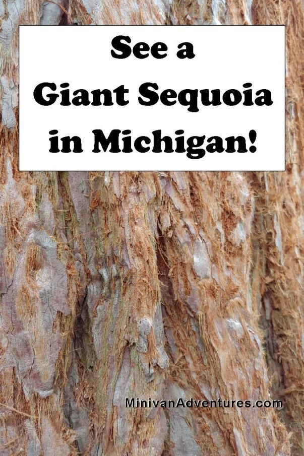 A Giant Sequoia Tree? In Michigan? – Minivan Adventures