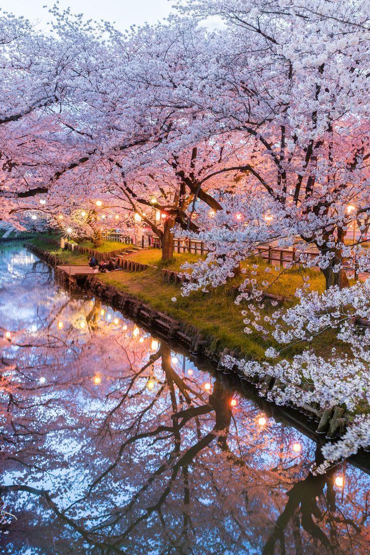 Where To See Cherry Blossoms In Japan & Where To Stay