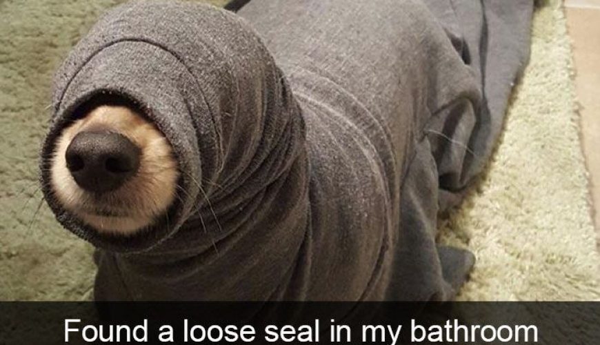 50 Hilarious Dog Snapchats That Are Impawsible Not To Laugh At