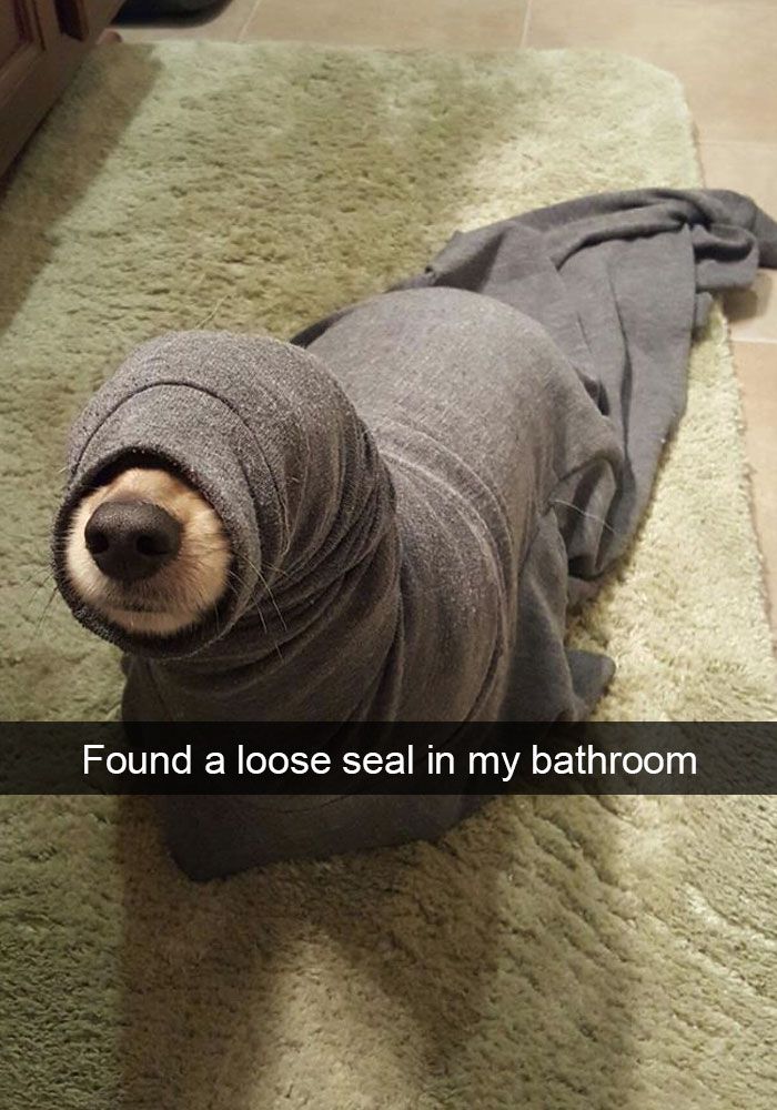 50 Hilarious Dog Snapchats That Are Impawsible Not To Laugh At