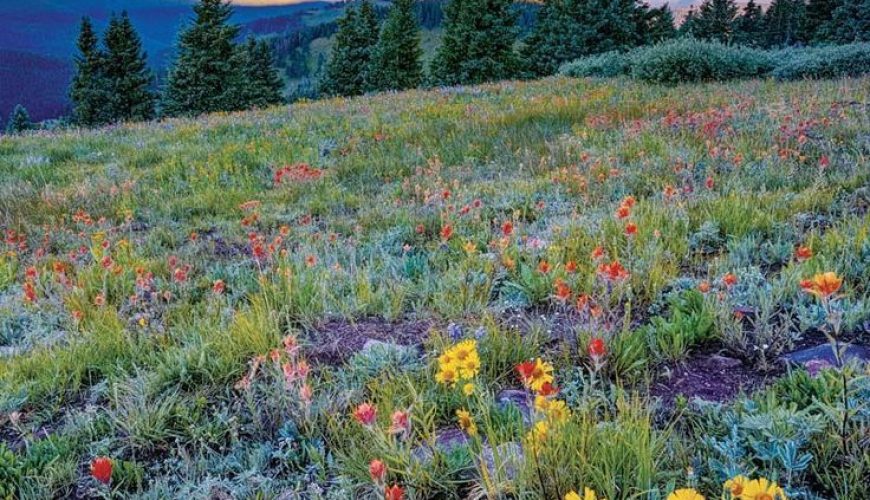 A Guide to Colorado’s Spectacular Wildflower Season