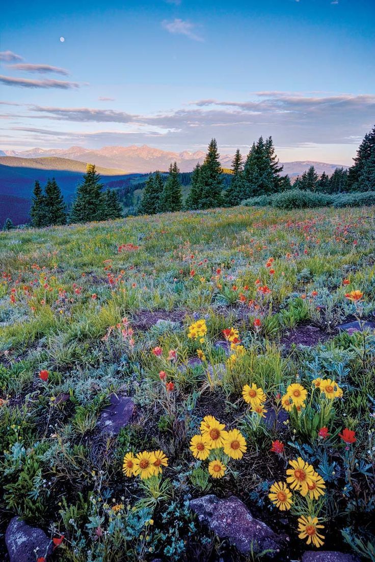 A Guide to Colorado’s Spectacular Wildflower Season