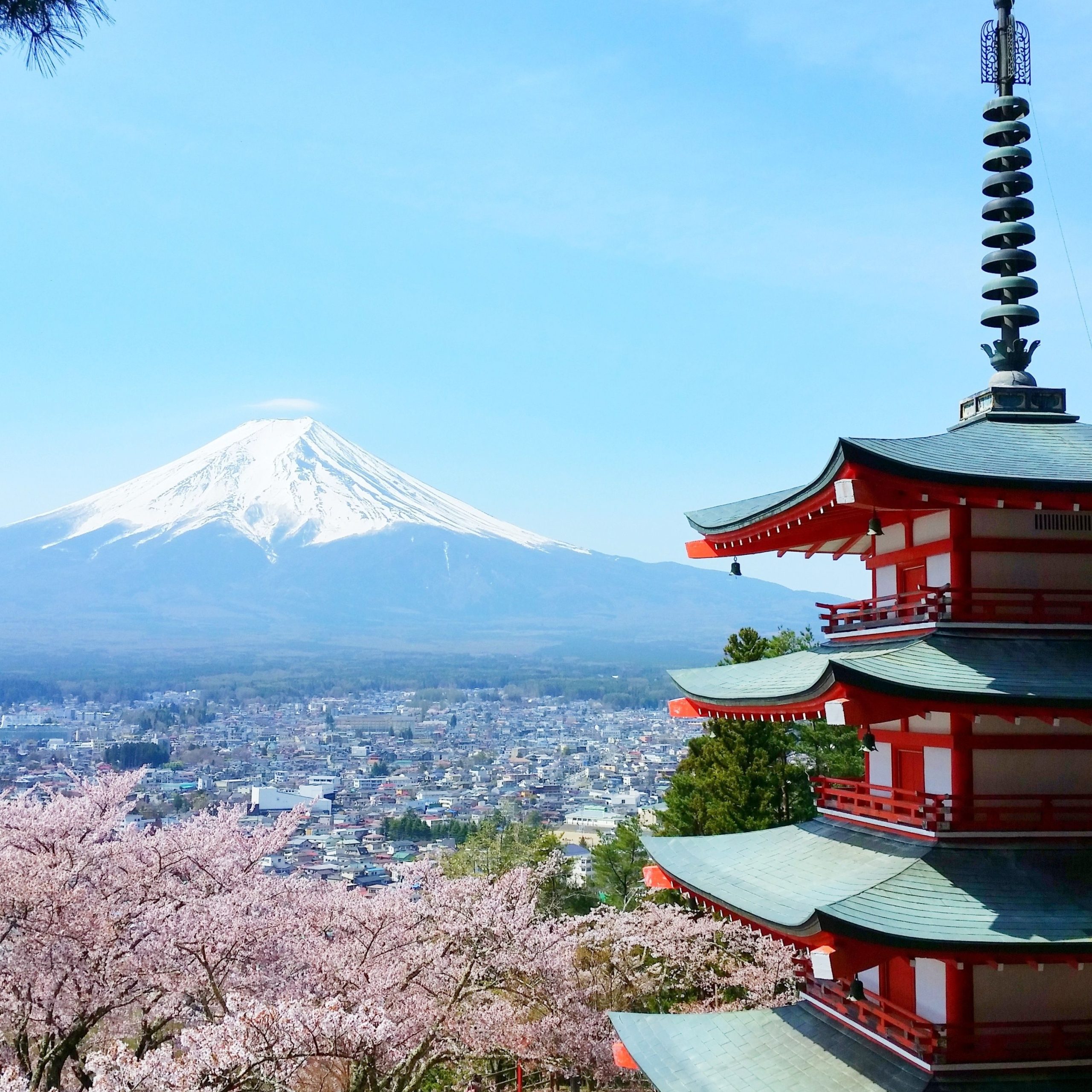 Japan cherry blossoms picture