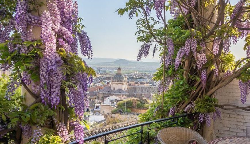 Glycine : floraison, taille et entretien