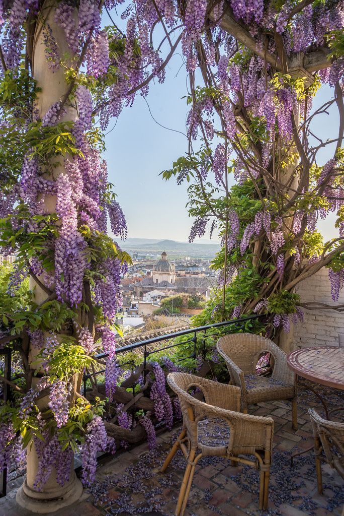 Glycine : floraison, taille et entretien