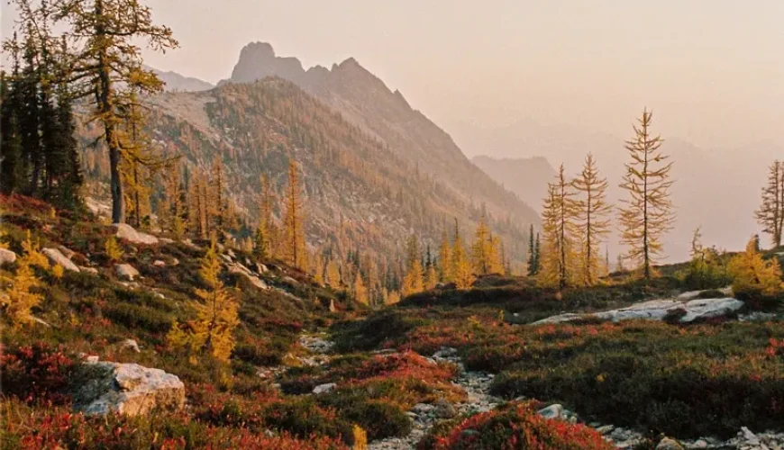 In Search of the NW’s Famous and Rare Golden Larch Bloom