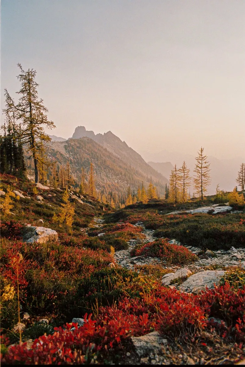 In Search of the NW’s Famous and Rare Golden Larch Bloom