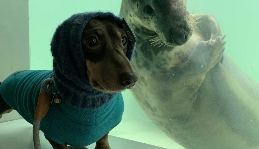 Dachshund Makes Friends With a Rescue Seal and the Photos Are Adorable