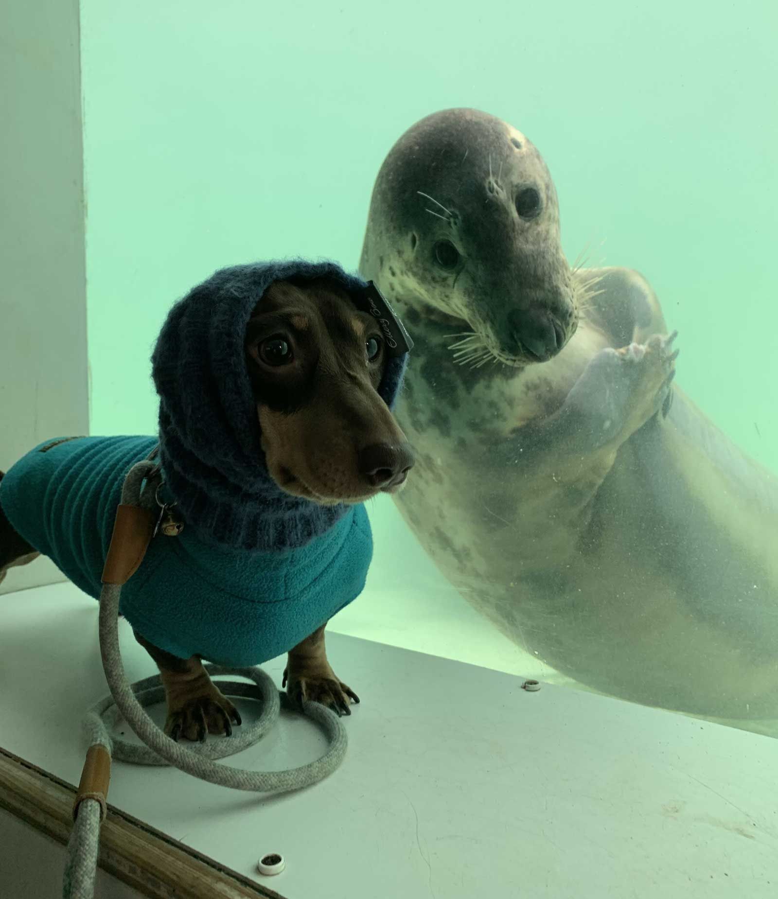 Dachshund Makes Friends With a Rescue Seal and the Photos Are Adorable