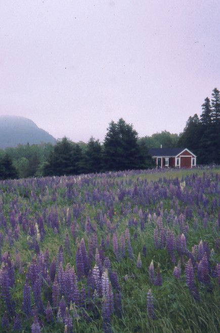 Mount Desert Island