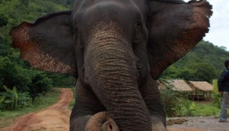 12 Images Of These Intelligent Gentle Giants For World Elephant Day!