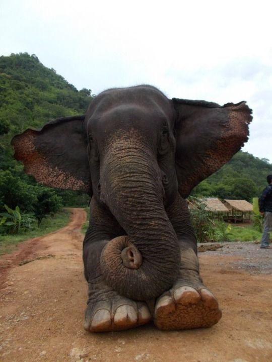 12 Images Of These Intelligent Gentle Giants For World Elephant Day!