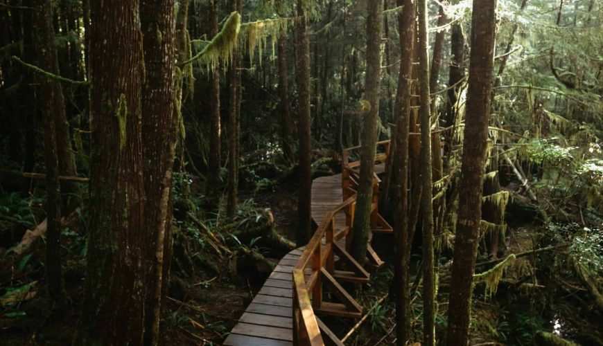 17 EPIC Things To Do In Tofino, BC In 2024 – The Mandagies