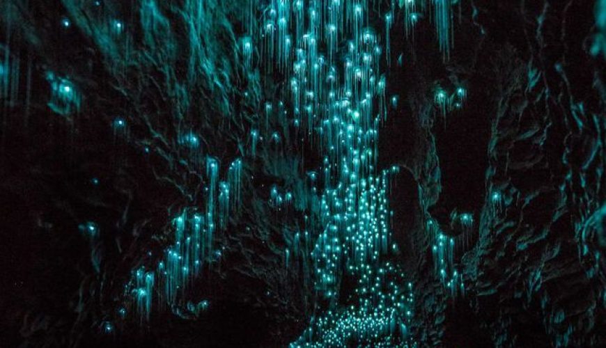 Glow Worms Turn New Zealand Cave Into Starry Night And I Spent Past Year Photographing It