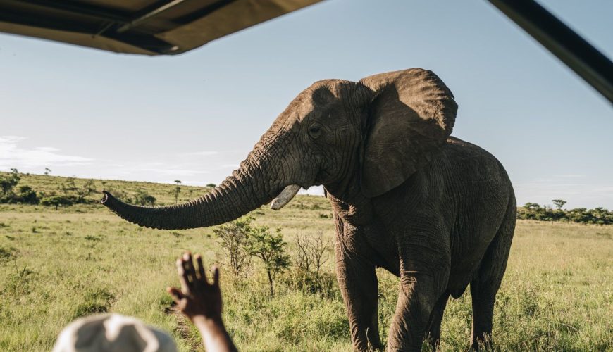 Big 5 Safari in Südafrika