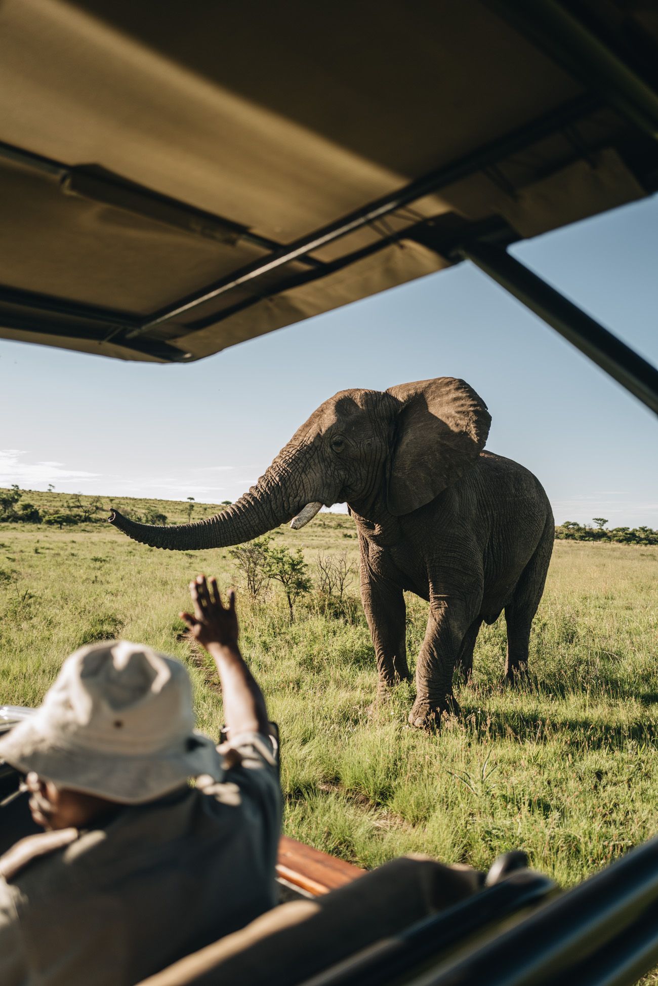 Big 5 Safari in Südafrika