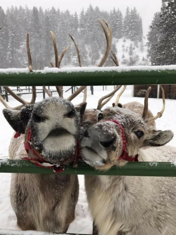 Christmas in Leavenworth: 10 Must-Dos for the Whole Family