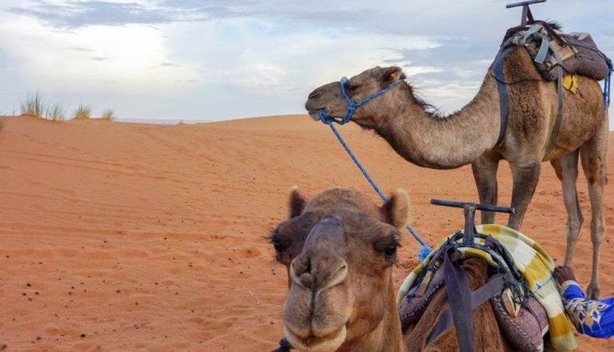 Camping in Morocco: Experience an Incredible Sahara Desert Luxury Camp – This Darling World