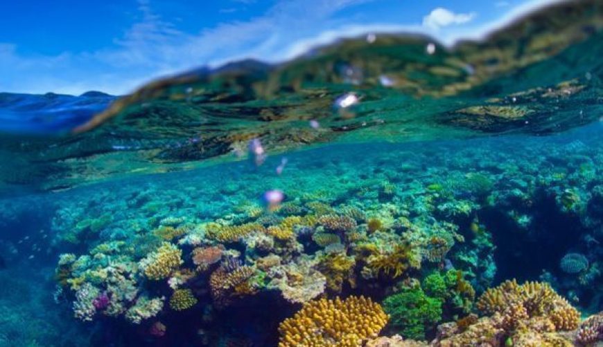 44 Surreal Scenes From Australia’s Great Barrier Reef