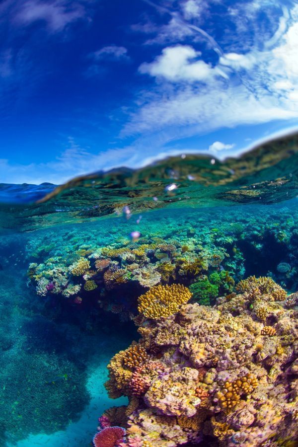 44 Surreal Scenes From Australia’s Great Barrier Reef