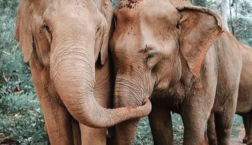 12 Images Of These Intelligent Gentle Giants For World Elephant Day!