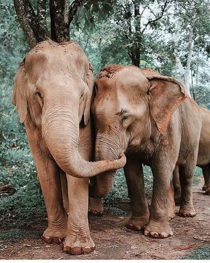 12 Images Of These Intelligent Gentle Giants For World Elephant Day!