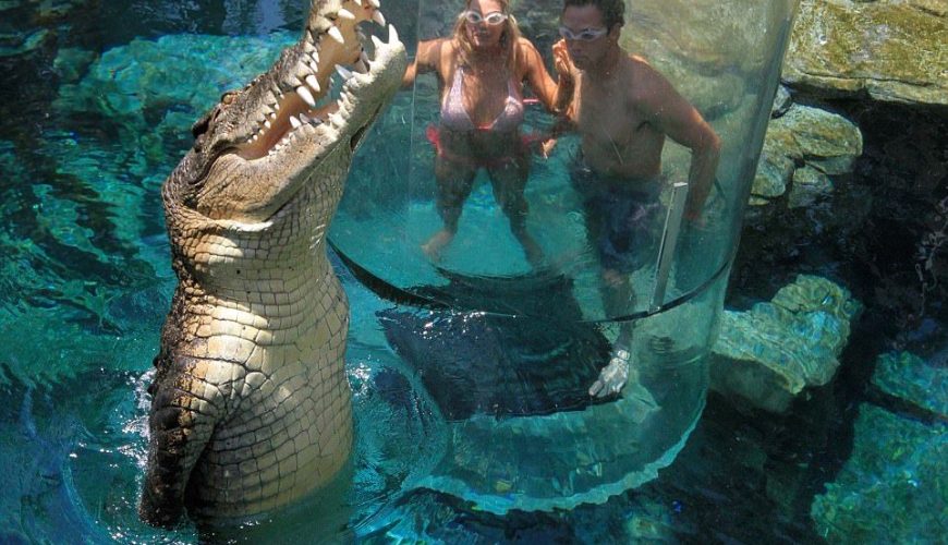 Brave tourists swim face-to-face with 16 FOOT saltwater crocodiles