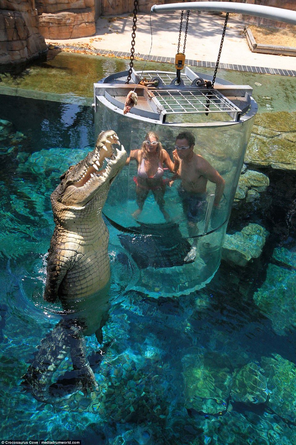 Brave tourists swim face-to-face with 16 FOOT saltwater crocodiles